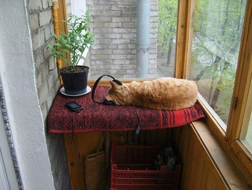 Specialkomponerad kattmusik ska stimulera missen